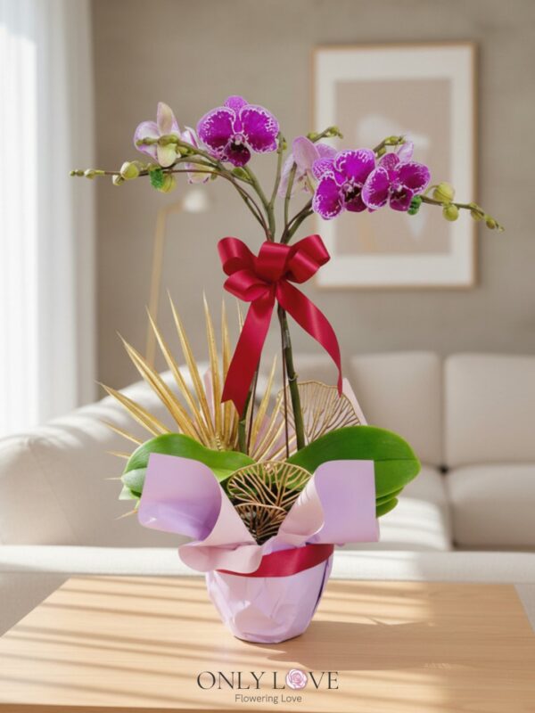 OA10 Mini Phalaenopsis Orchid Flowers – Florist Seri Kembangan