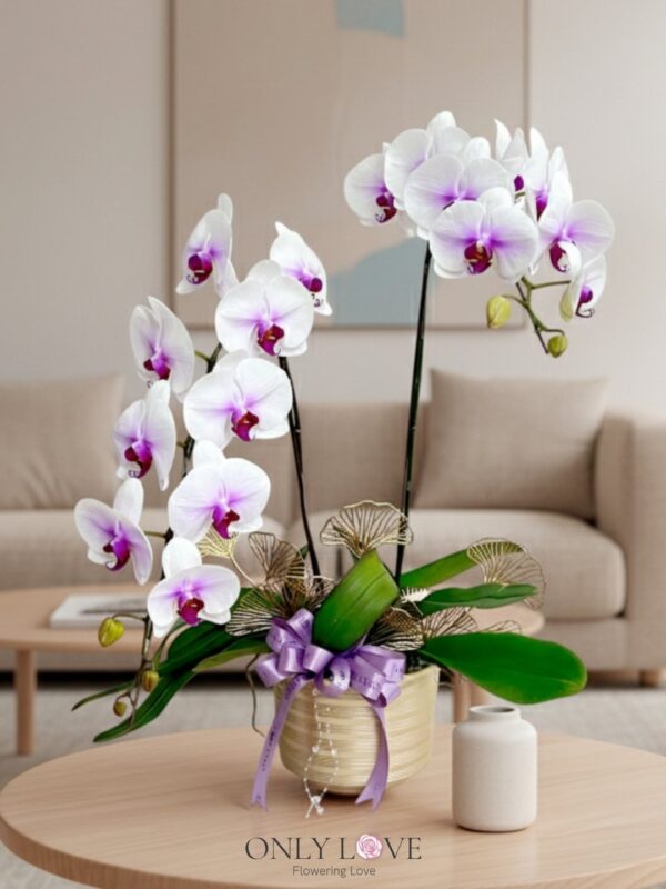 OA12 Big Premium Grade Phalaenopsis Orchid Flowers – Florist Kajang