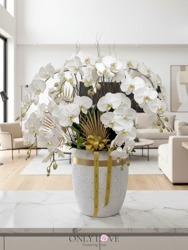 OA14 Big Premium Grade Phalaenopsis Orchid Flowers – Florist Sentul