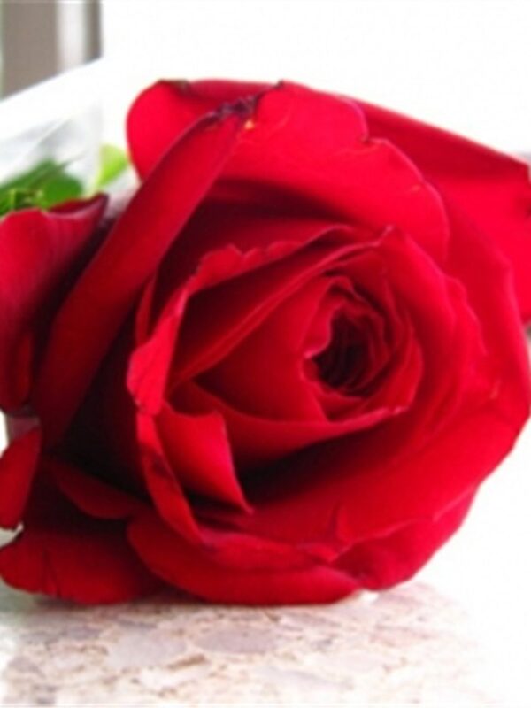 AD010 Single Rose – Florist Bandar Sunway