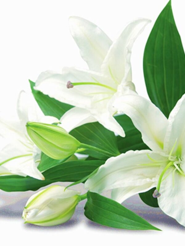 AD016 Single Lilies – Florist Taman Desa