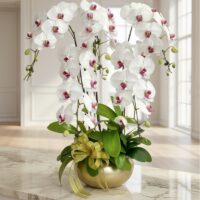 Orchids